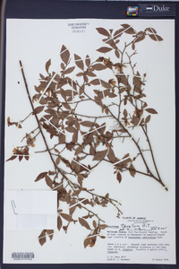 Vaccinium tenellum image