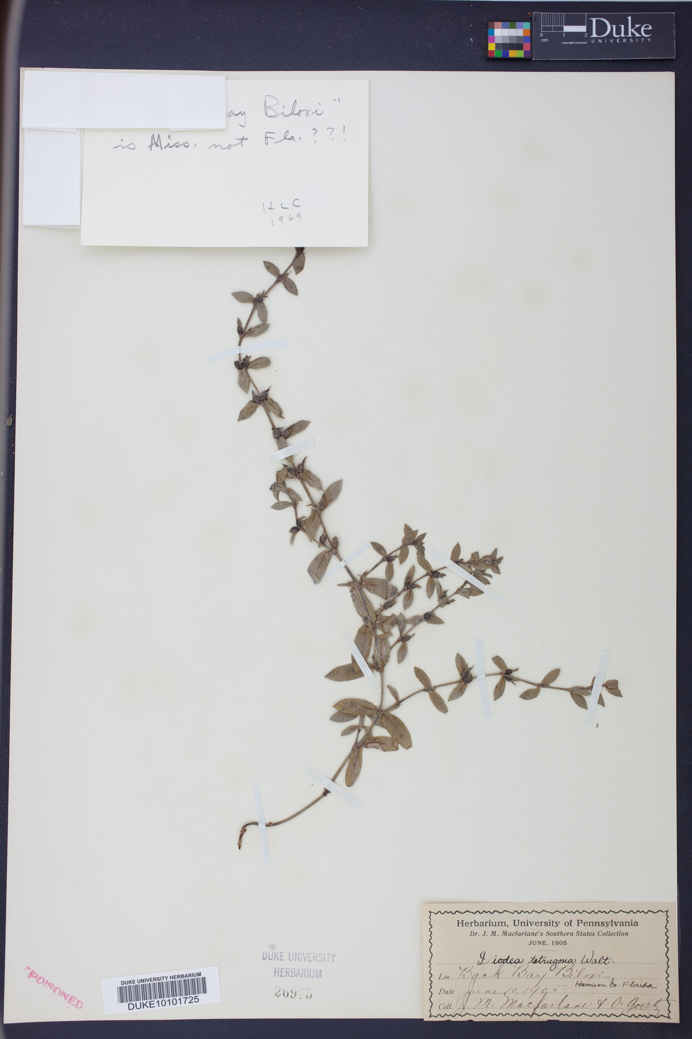 Diodia tetragona image