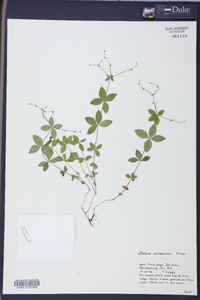 Galium circaezans image