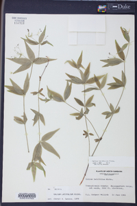 Galium latifolium image