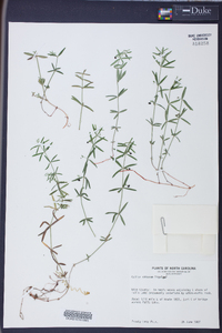 Galium obtusum image