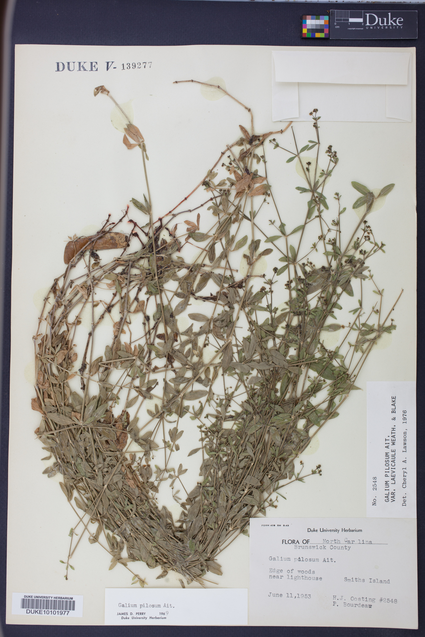 Galium pilosum var. laevicaule image