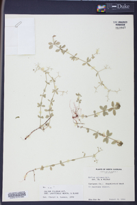 Galium pilosum image