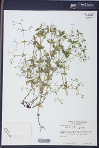 Galium pilosum image