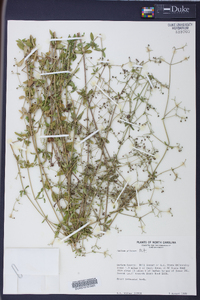 Galium pilosum image