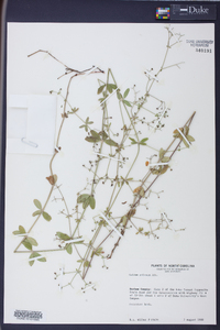 Galium pilosum image