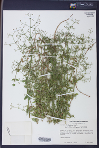 Galium pilosum image