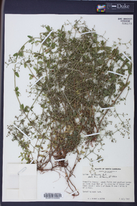 Galium pilosum image