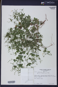 Galium pilosum image