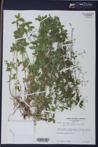 Galium pilosum image