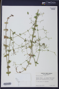 Galium pilosum image