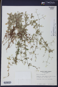 Galium pilosum image