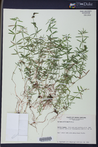 Galium uniflorum image