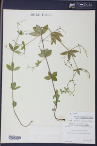 Galium circaezans image