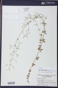 Galium pilosum image