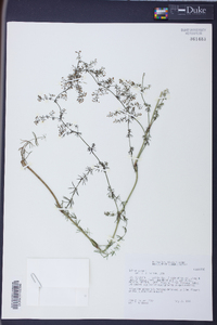 Galium verum image