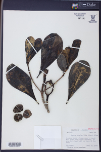 Genipa clusiifolia image