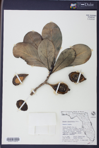 Genipa clusiifolia image