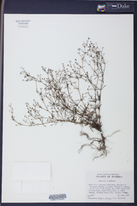 Image of Oldenlandia filifolia