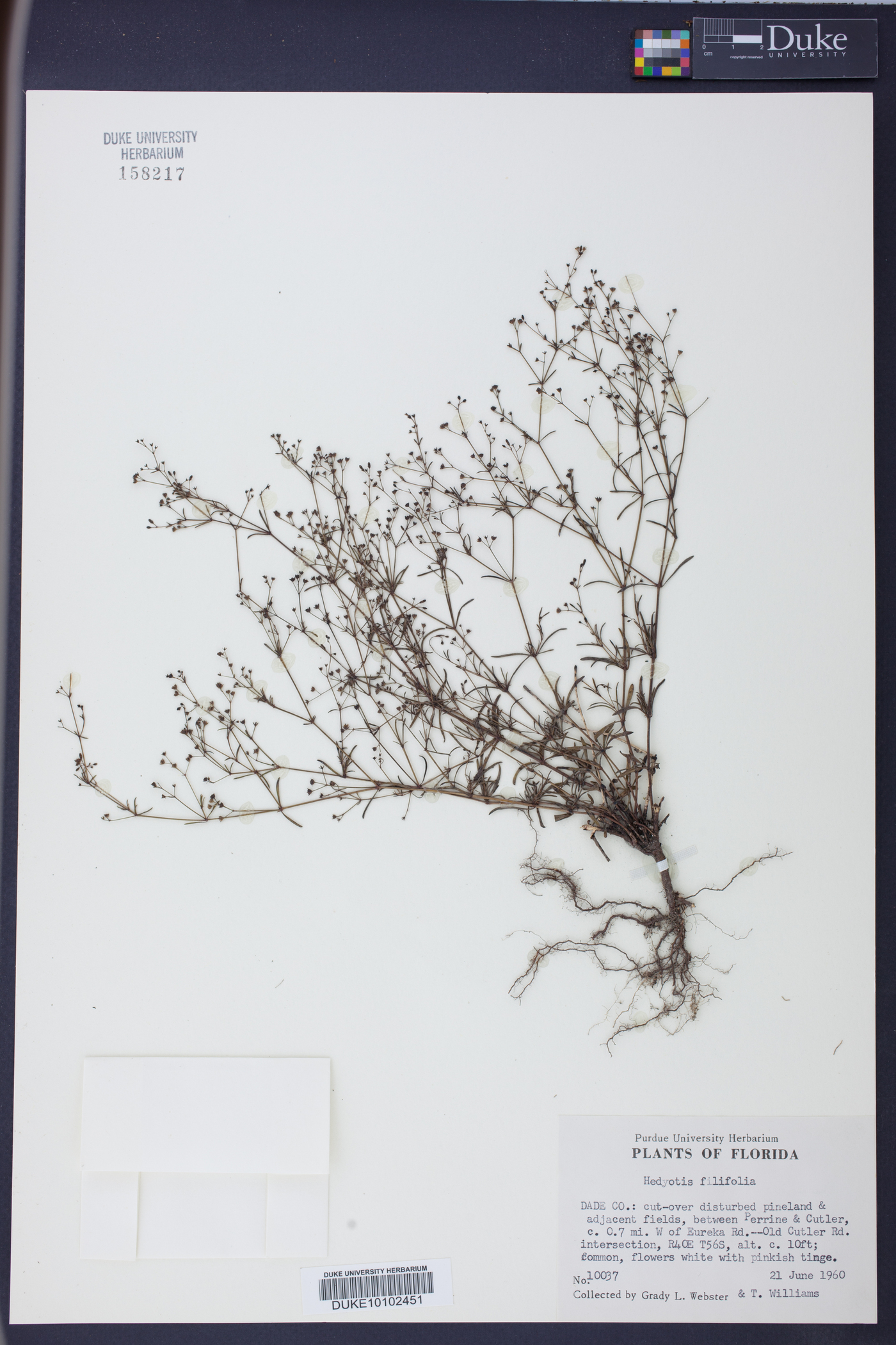Oldenlandia filifolia image