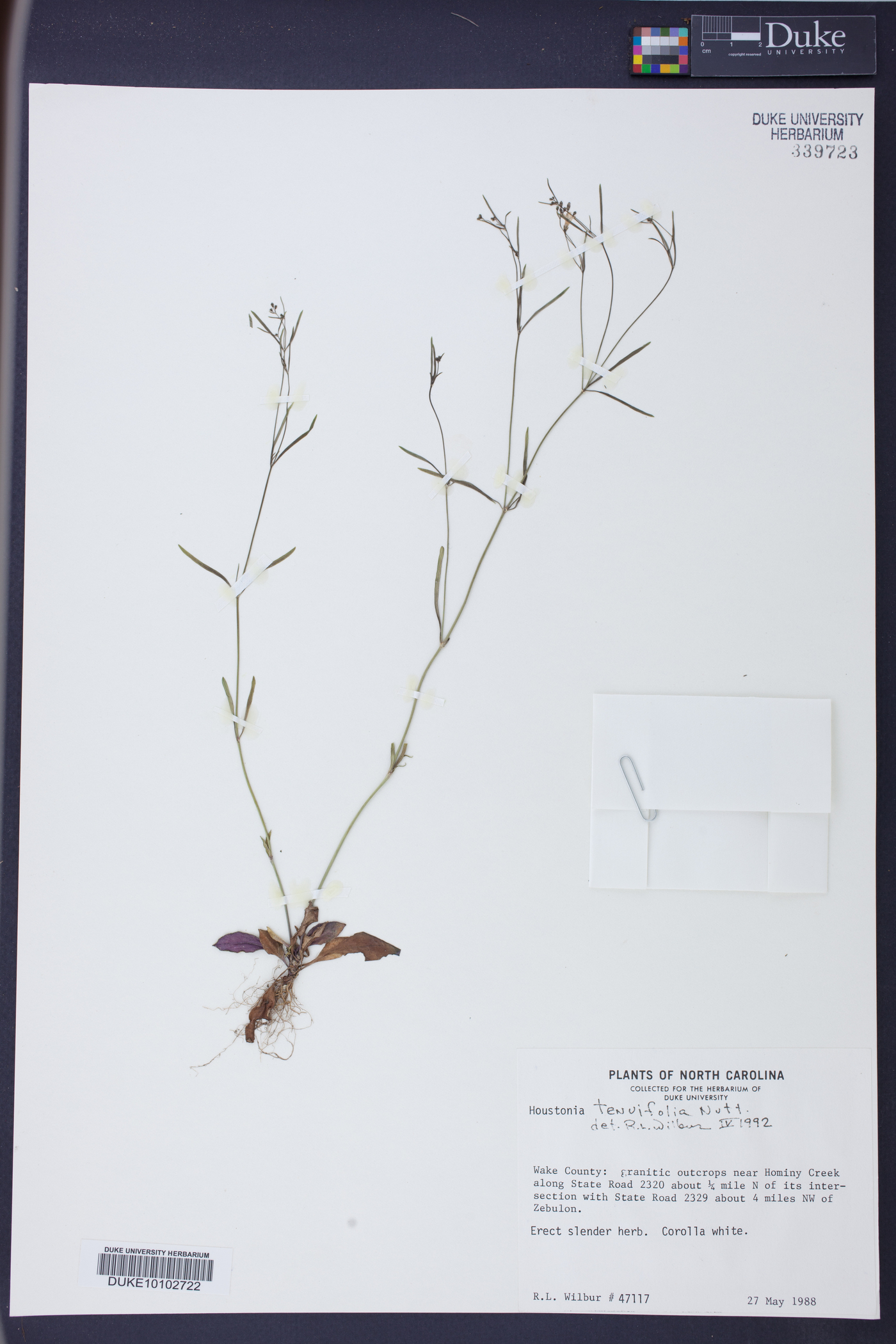 Houstonia tenuifolia image