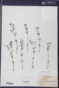 Houstonia longifolia image