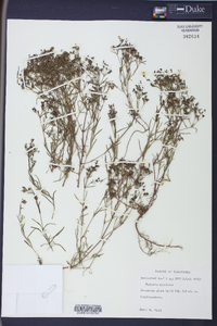 Stenaria nigricans image