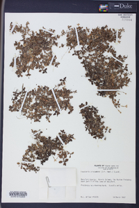 Houstonia procumbens image