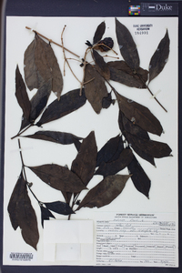 Morinda umbellata image