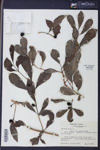 Morinda umbellata image
