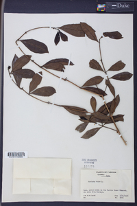 Morinda umbellata image