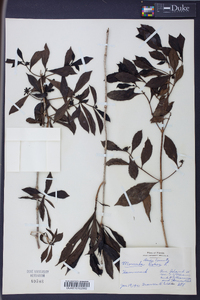 Morinda umbellata image