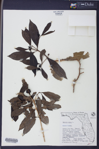 Morinda umbellata image