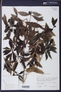 Morinda umbellata image