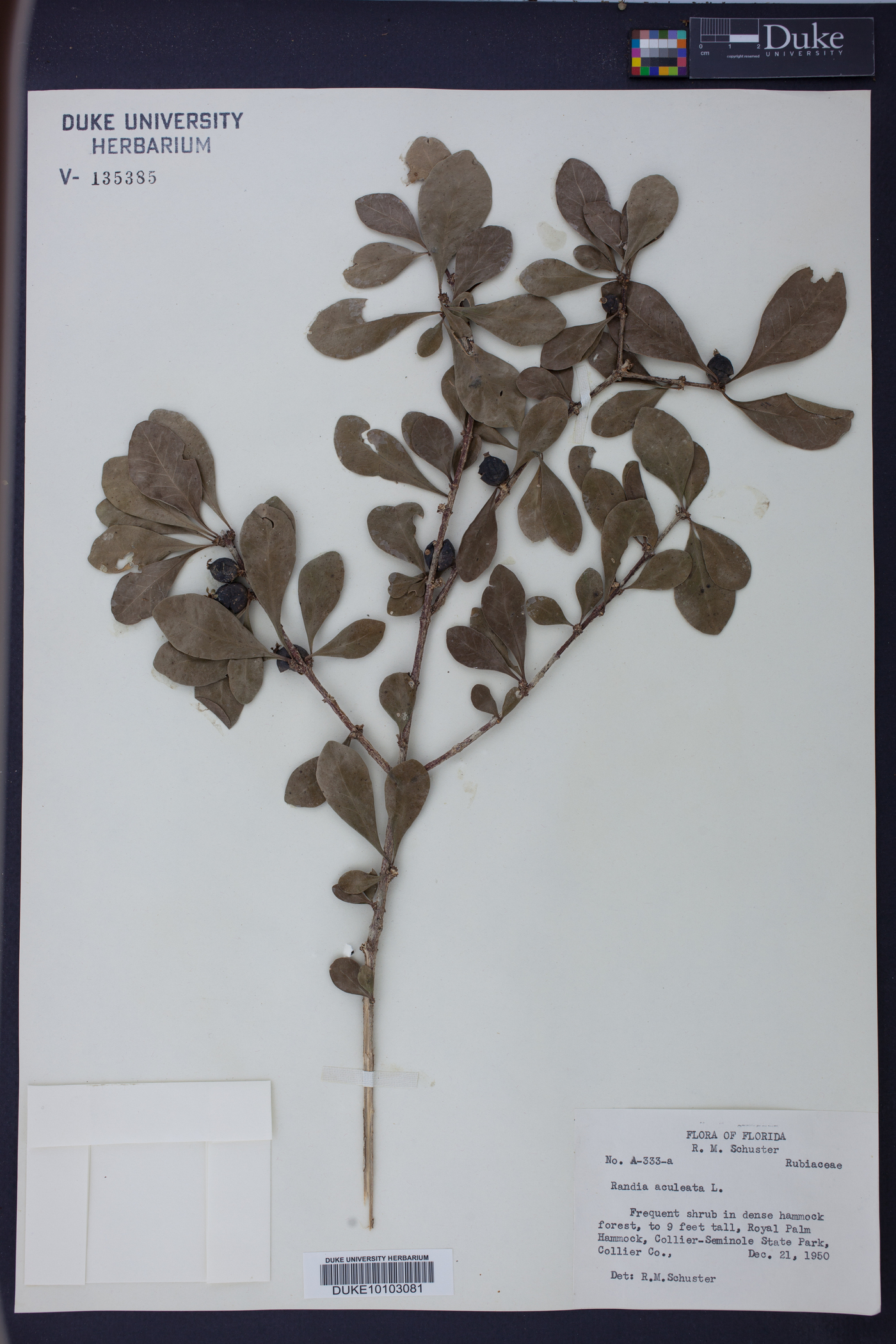Randia aculeata image