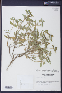 Richardia brasiliensis image