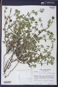 Richardia brasiliensis image