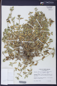 Richardia brasiliensis image