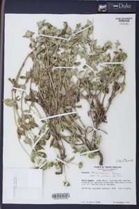 Richardia brasiliensis image