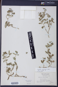 Richardia brasiliensis image