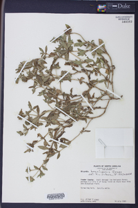 Richardia brasiliensis image