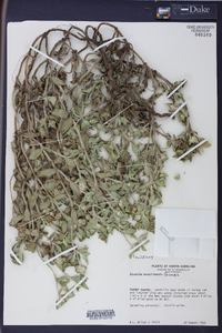 Richardia brasiliensis image