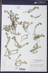 Sherardia arvensis image