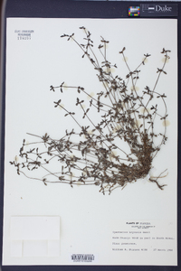 Spermacoce keyensis image