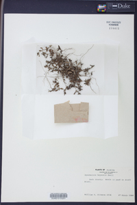 Spermacoce keyensis image