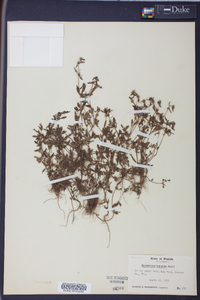 Spermacoce keyensis image