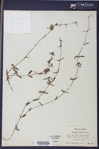 Spermacoce keyensis image