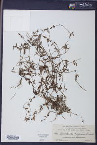 Spermacoce keyensis image