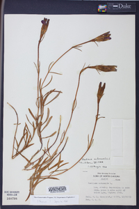 Gentiana autumnalis image