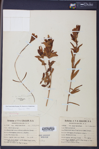 Gentiana autumnalis image